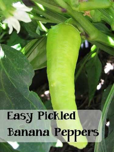 Easy Pickled Banana Peppers: This is the BEST banana pepper brine. Sweet, salty and vinegary and so easy!